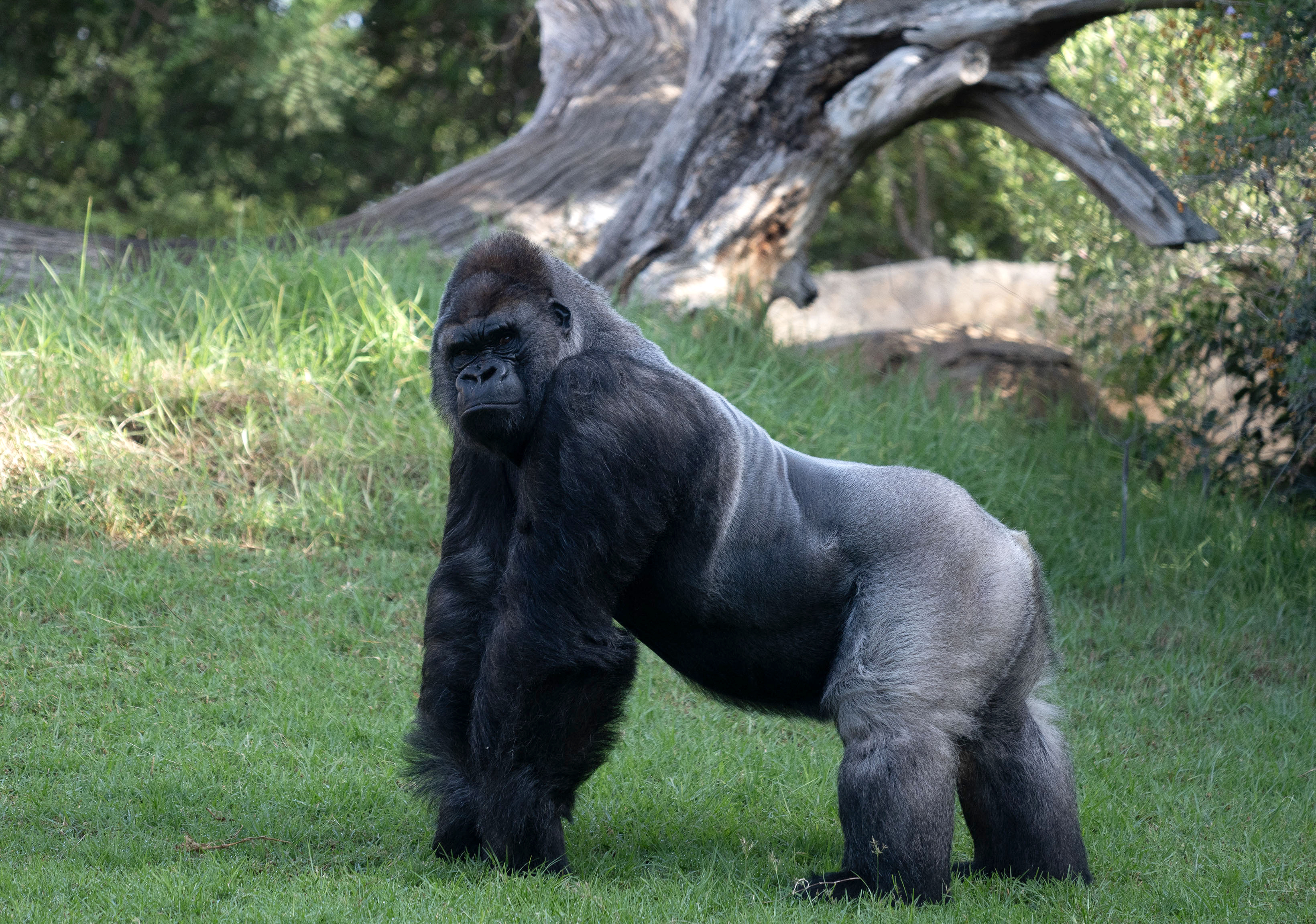 Remember Little Joe? The Gorilla Who Escaped a Boston Zoo Is Leaving