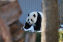 GettyImages-2196458680-Meet-Bao-Li-and-Qing-Bao-The-Flirting-Pandas-Giving-Zookeepers-Reason-to-Celebrate