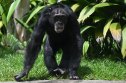 GettyImages-2205821323-Crystals-Have-Captivated-Humans-for-780000-Years-Turns-Out-Chimps-Feel-the-Same-Way