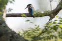 TOPSHOT - This photograph shows a Common kingfisher at a swamp in Fontenay-le-Vicomte, on August 3, 2025. (Photo by Martin LELIEVRE / AFP) (Photo by MARTIN LELIEVRE/AFP via Getty Images)