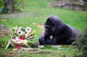 Lowland Gorilla lady Fatou is pictured on April 13, 2026 in her enclosure at the Zoologischer Garten zoo in Berlin, as her 69th birthday is celebrated. Fatou, born in the wild in West Africa, was brought to the Berlin zoo in 1959, as her age then was estimated to two years. She is believed to be the oldest living gorilla in the world. (Photo by Tobias SCHWARZ / AFP via Getty Images)
