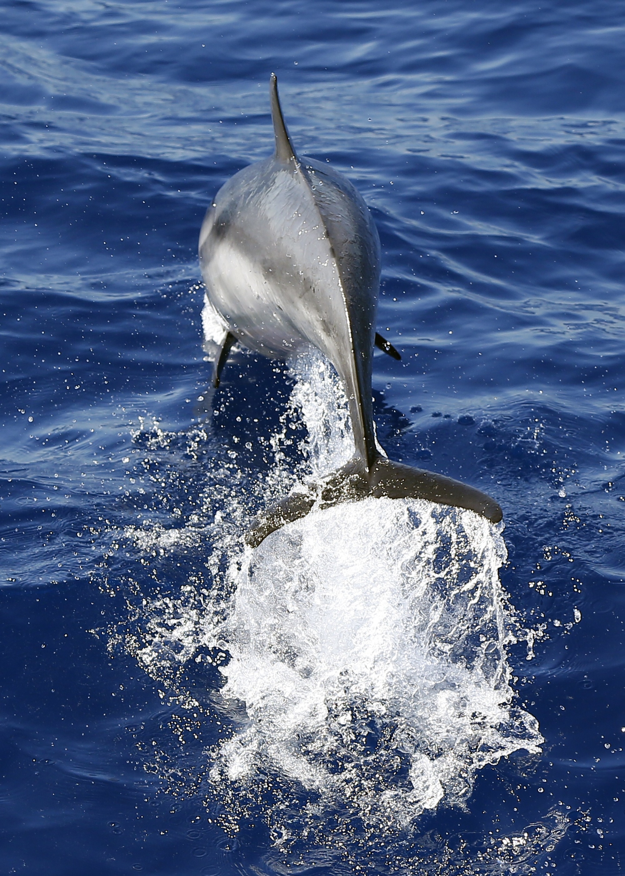 Scientists Saw Blood in the Water and Feared the Worst During Whale Birth