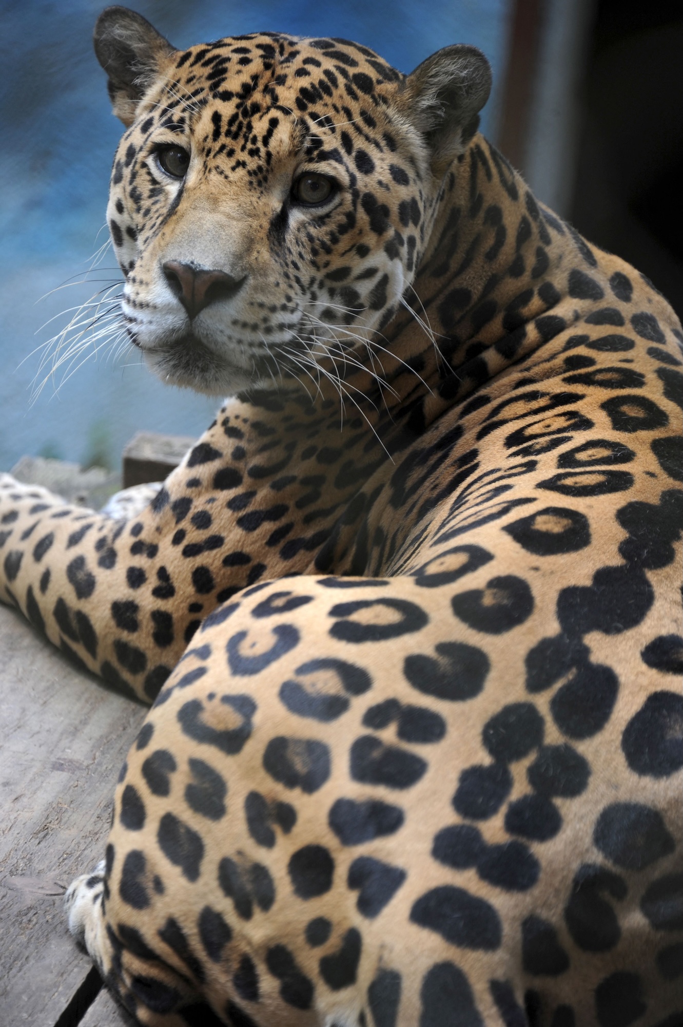 Shocking Jaguar Sighting in Misty Honduras Forest Is Worth Celebrating