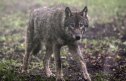 BRISTOL, ENGLAND - MARCH 13: A young male wolf, one of five that has recently arrived, explores its new enclosure at The Wild Place Project on March 13, 2014 in Bristol, England. A pack of five all male European grey wolves are the latest residents at the recently opened attraction which is an extension of Bristol Zoo Gardens, just off junction 17 of the M5. Originally from Scotland, the wolves and are now living in the new Wolf Wood exhibit; an area of woodland at The Wild Place Project which has been left as natural as possible to replicate their native woodland habitat in Europe. (Photo by Matt Cardy/Getty Images)