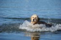 GettyImages-486434111 Goldendoodle Goes Viral After Tapping a Stranger’s Shoulder