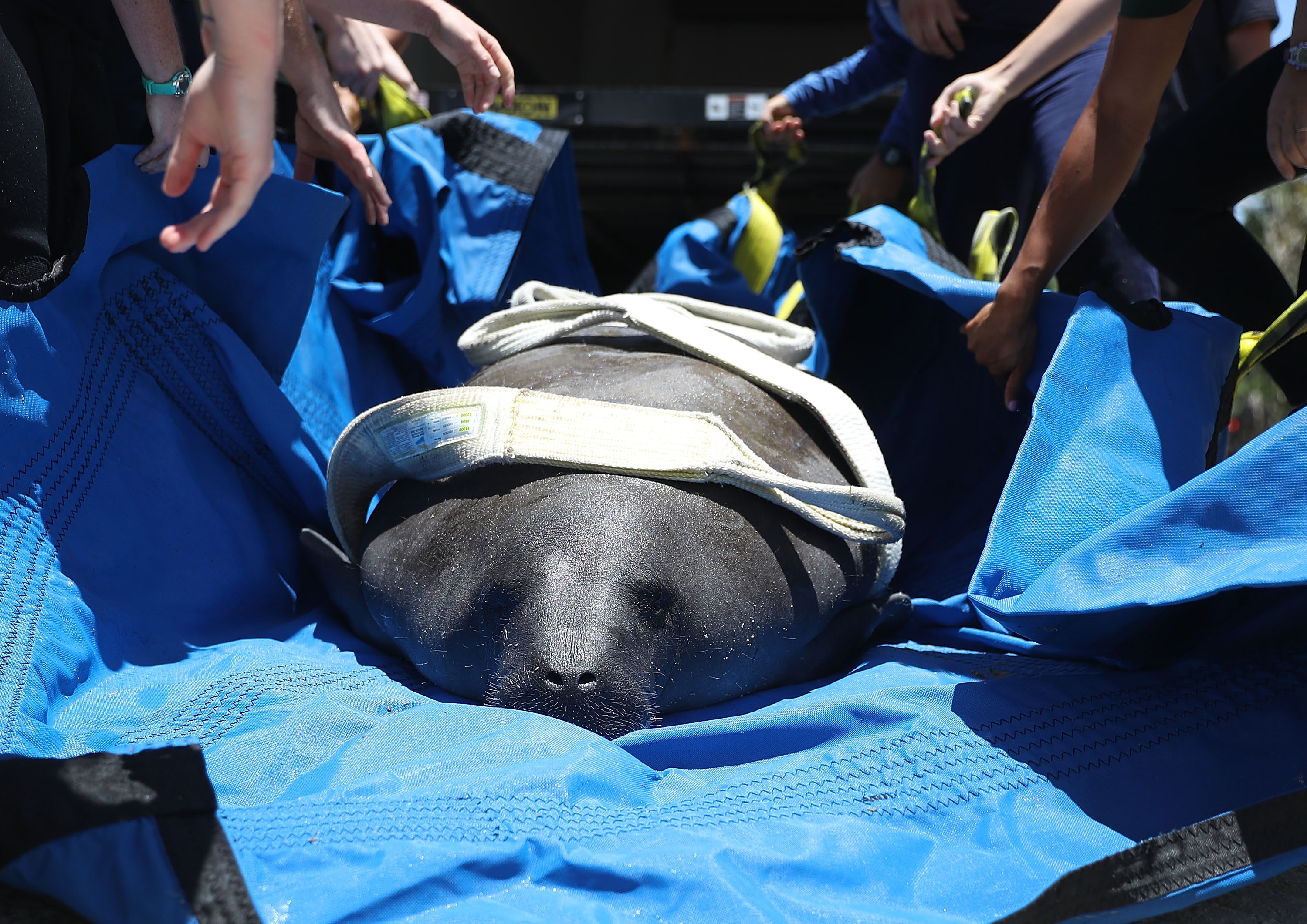 GettyImages-541957708-SeaWorld-Orlando-Spent-Two-Months-Nursing-a-Rescued-Manatee-Back-to-Full-Health