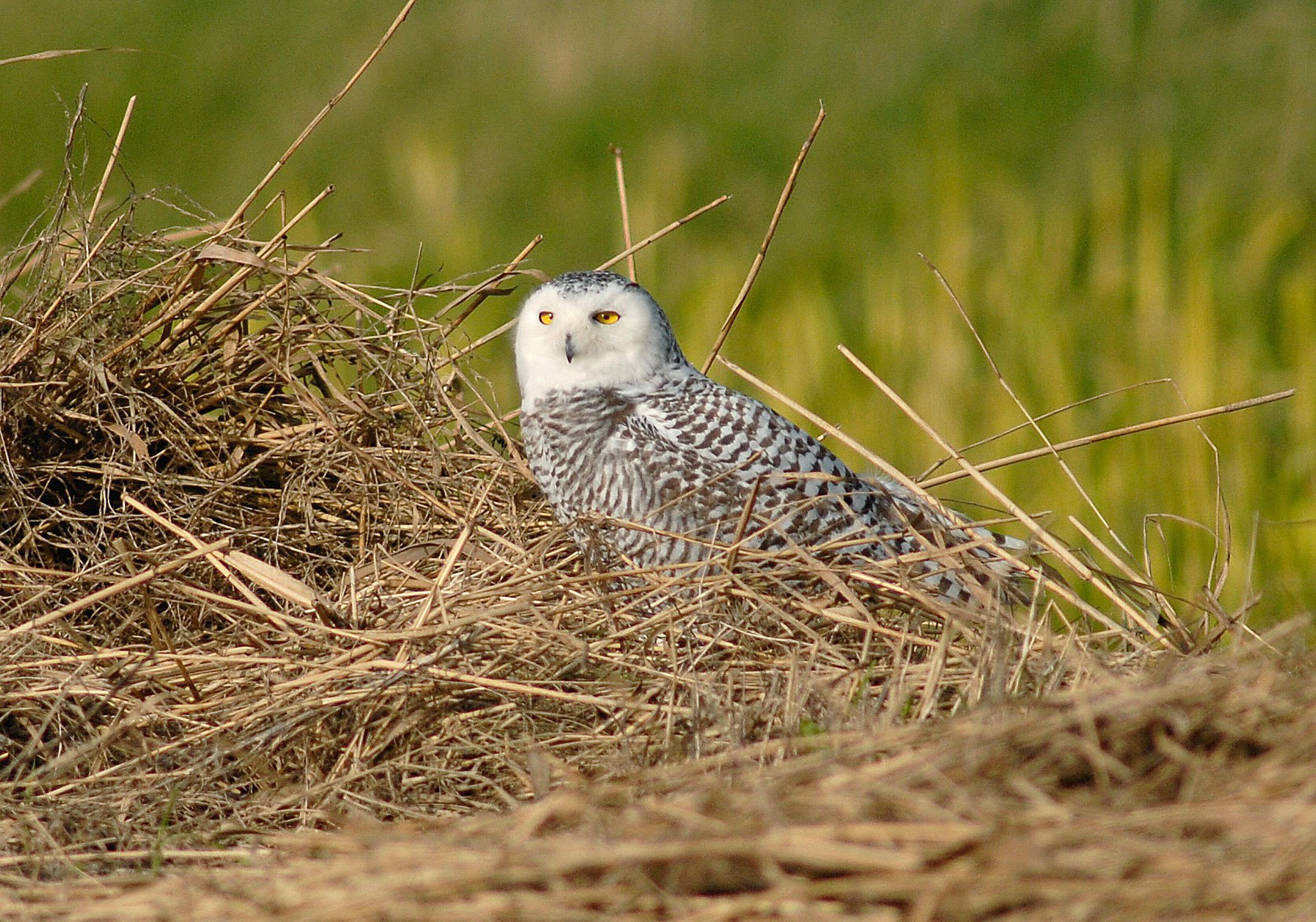 An immature female Snowy Owl is pictured on November 17, 2008 on Texel, an island in northern Netherlands. The owl was discovered on the island on November 8, and attracted hundreds of birdwatchers to the island. The Snowy Owl, originating from arctic regions, is a rarity in the Netherlands as only two others have been spotted in the country this decade. AFP PHOTO/ANP/RENE POP ---netherlands out - belgium out--- (Photo credit should read Rene Pop/AFP via Getty Images)