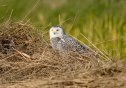An immature female Snowy Owl is pictured on November 17, 2008 on Texel, an island in northern Netherlands. The owl was discovered on the island on November 8, and attracted hundreds of birdwatchers to the island. The Snowy Owl, originating from arctic regions, is a rarity in the Netherlands as only two others have been spotted in the country this decade. AFP PHOTO/ANP/RENE POP ---netherlands out - belgium out--- (Photo credit should read Rene Pop/AFP via Getty Images)