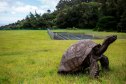 GettyImages-863814088-Jonathan-the-Tortoise-Is-Very-Much-Alive-After-Crypto-Fueled-Death-Hoax-Fooled-Millions