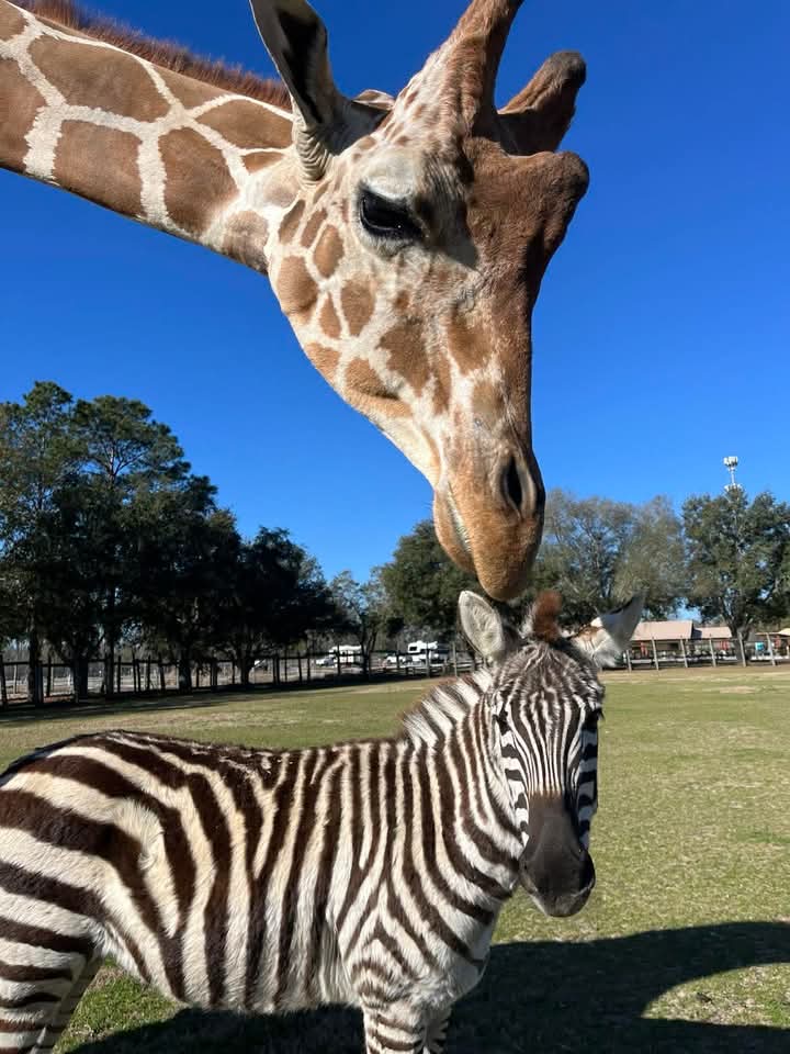 Meet-Bakari-and-Kurtsie-The-Giraffe-and-Baby-Zebra-Whose-Bond-Is-Melting-Hearts-Online-2