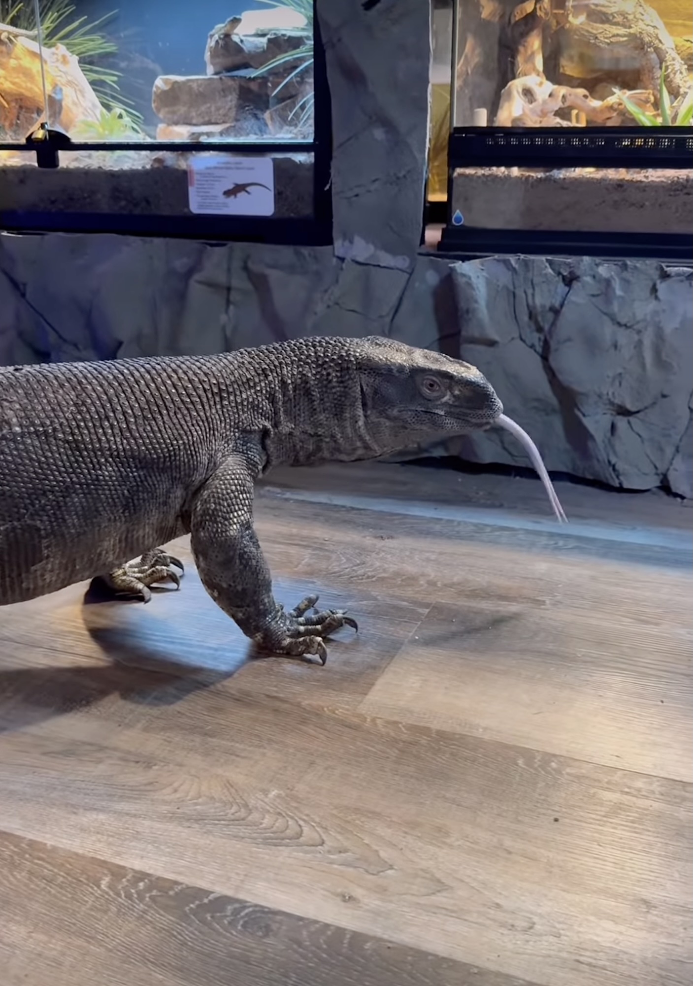 Get to Know Big Al, the Giant Lizard Winning Hearts in South Dakota