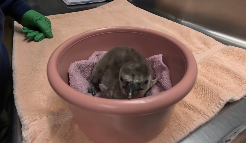 Oregon Zoo’s Newly Hatched Penguin Chicks Will Be Kept Apart