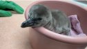 Oregon Zoo’s Newly Hatched Penguin Chicks Will Be Kept Apart
