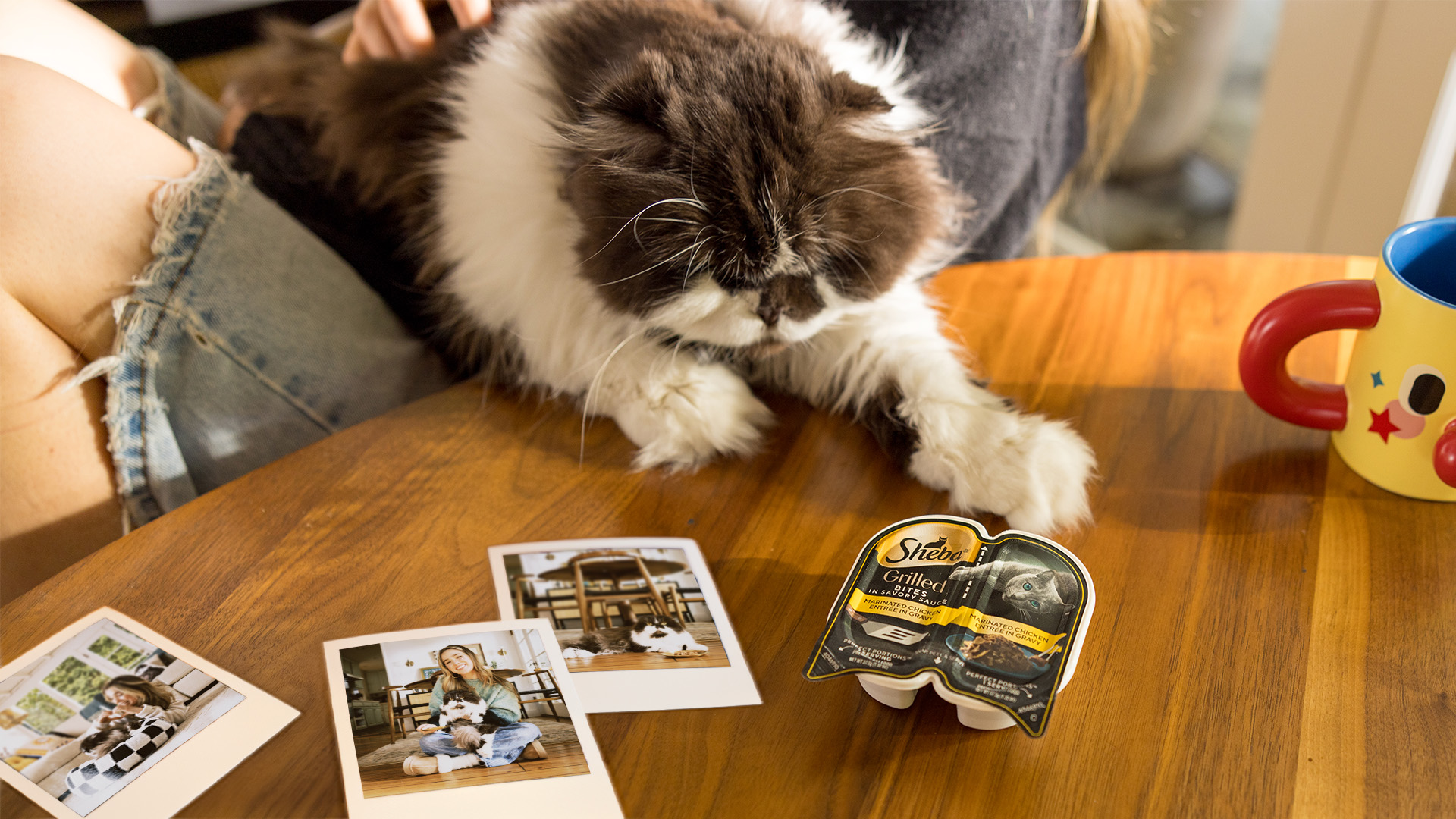 Cat on a table with SHEBA cat food.