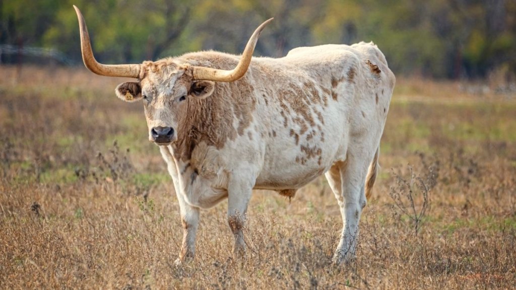 Side view of cow standing on field