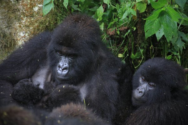 Two-Sets-of-Mountain-Gorilla-Twins-Beat-the-Odds-Amid-Eastern-Congos-Ongoing-Instability