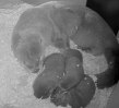 River otter Kalee with her three new pups at The Detroit Zoo.