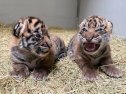 A pair of rare tiger cubs were born at the Dallas Zoo — and one still needs a name. Here’s how to vote.