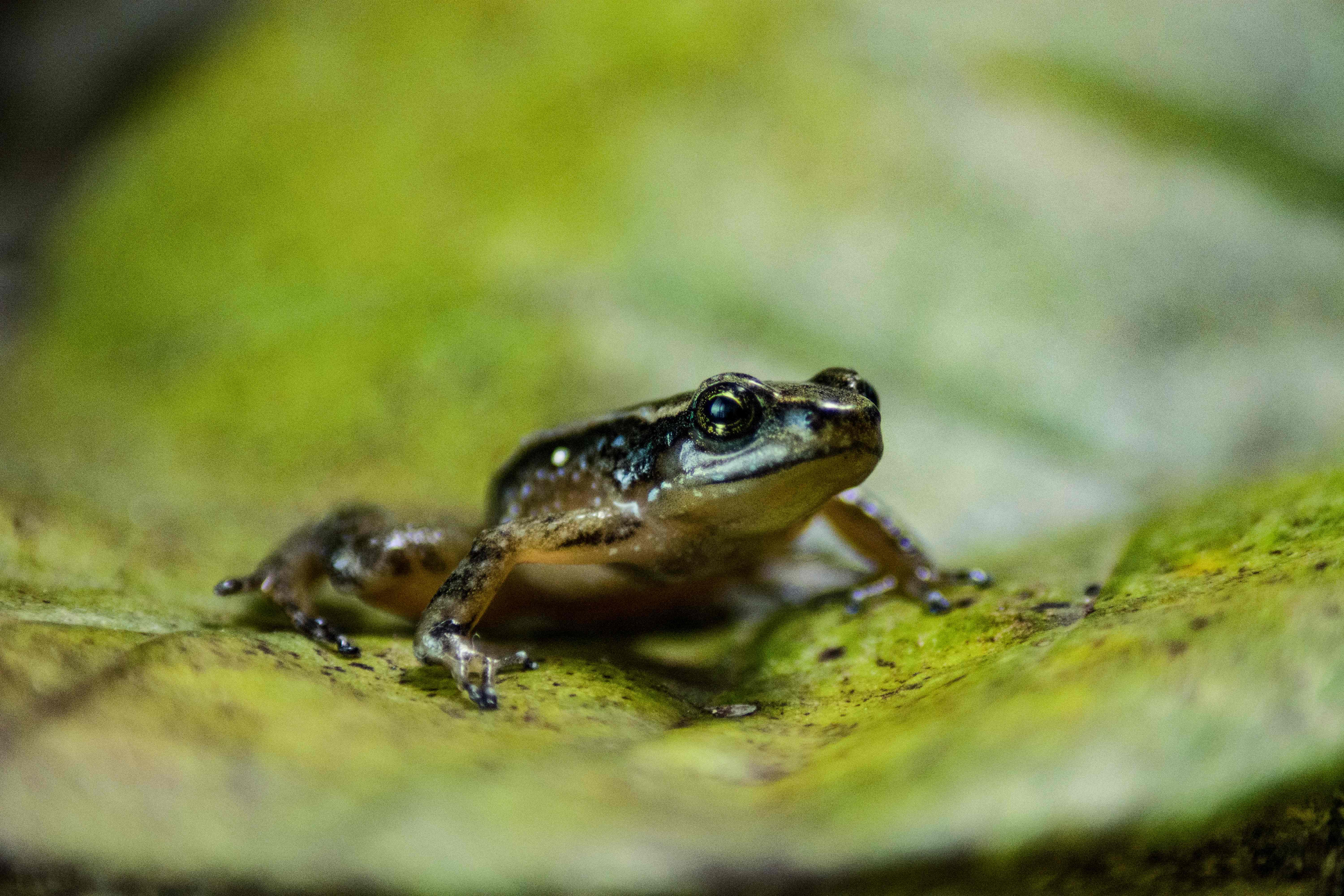 TOPSHOT - View of a specimen of the Mucuchies frog (Aromobates zippeli), an endangered species, in Merida, Merida state, Venezuela, on April 11, 2022. - The Mucuchies frog, a small amphibian that only inhabits a reduced area of the Venezuelan Andes, has found a hope in a reproduction project which has practically revived this little known species on the verge of extinction. (Photo by Miguel ZAMBRANO / AFP) (Photo by MIGUEL ZAMBRANO/AFP via Getty Images)