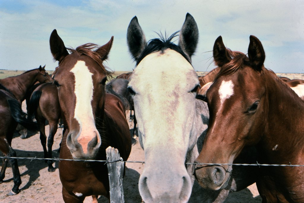 Three horses on the 6666 Ranch in Texas looking over a fence at the camera ca. 1996. (Photo by: HUM Images/Universal Images Group via Getty Images)