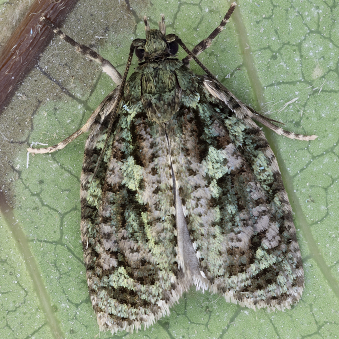 A new moth with colorful wings discovered in Hawaii.