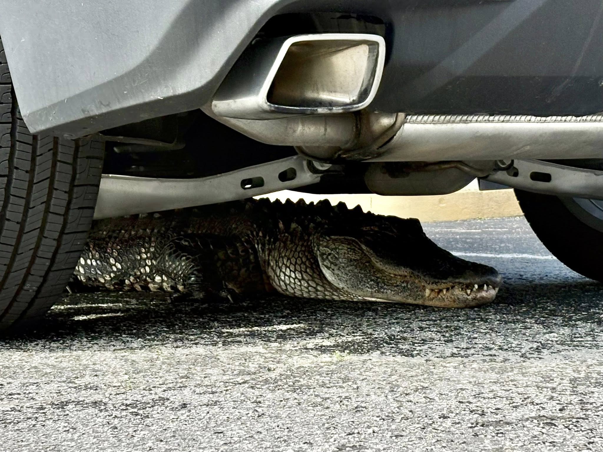 Alligator Hit by Car at North Carolina Bank Drive-Thru Sparks Rescue