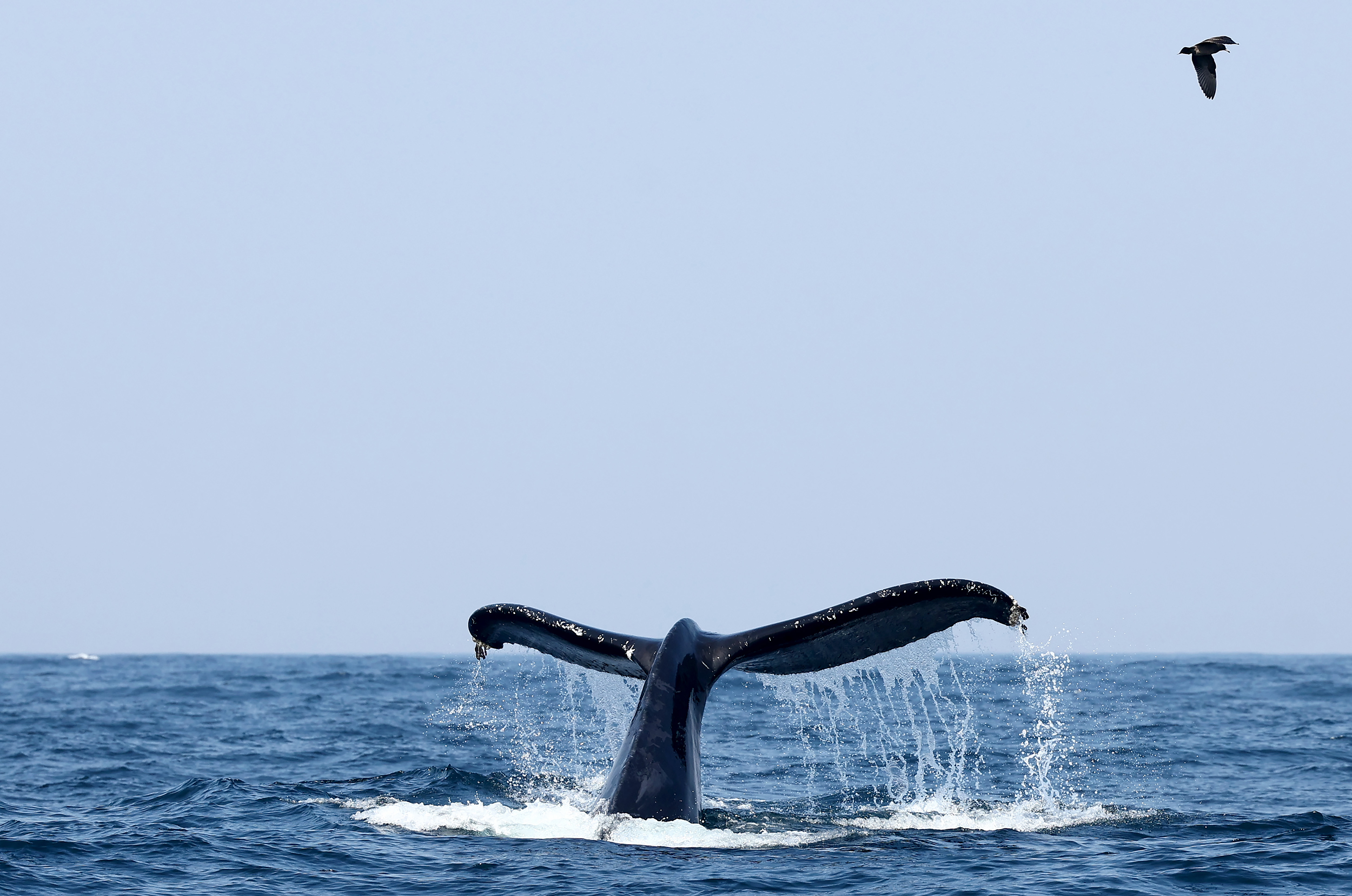 MORRO BAY, CALIFORNIA - SEPTEMBER 21: A humpback whale's tail is visible as it feeds in the Pacific Ocean, in a marine area which is currently recommended for exclusion from the proposed Chumash Heritage National Marine Sanctuary along California’s Central Coast, on September 21, 2023 near Morro Bay, California. The sanctuary would be the first national marine sanctuary in the country nominated by an Indigenous tribe and will protect ocean ecosystems, marine life and cultural sites while prohibiting energy development. Tribal members held a rally yesterday to call for the Morro Bay area which includes Morro Rock, a tribal sacred point, to be included inside the sanctuary. Tribal members of the Chumash would co-steward the 5,617-square-mile area as part of the Biden administration’s America the Beautiful conservation efforts to restore 30 percent of waters and lands in the U.S. by 2030. (Photo by Mario Tama/Getty Images)