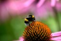 A bumble bee on a flower