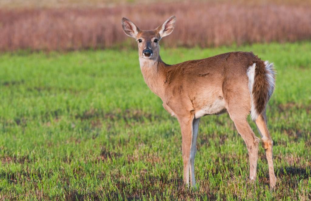 White tailed deer