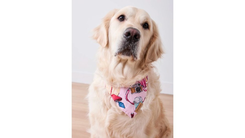 Emily Henry dog