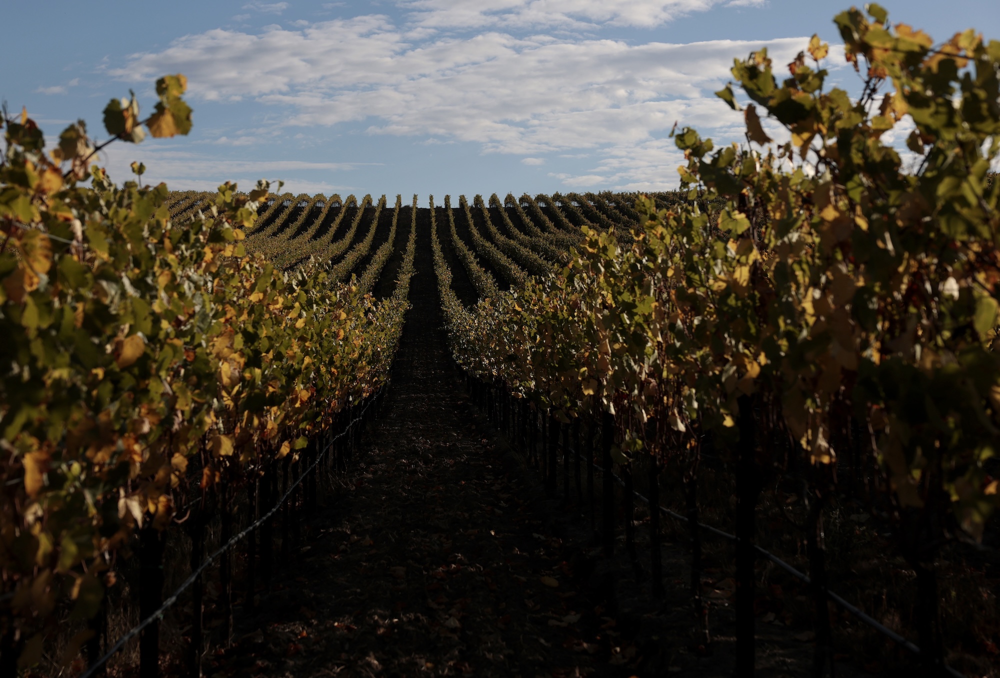 What Are the Best Family-Friendly Vineyards? How to Plan a Trip to Wine Country with Kids in Tow