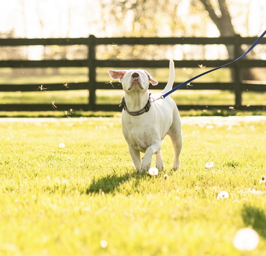 The sweet dog navigates the world with his other senses and a heart of gold
