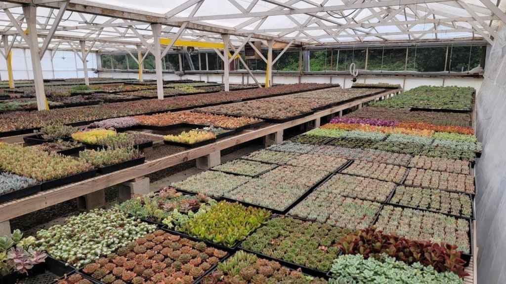 Shop Succulents founder Jessica Janik-De Gennaro found a new customer base through Temu.