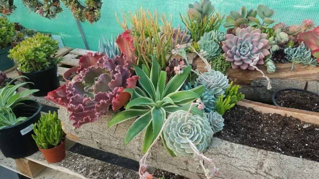 Jessica Janik-De Gennaro launched Shop Succulents on Temu in 2025 and quickly expanded sales, reaching thousands of new customers through the platform.