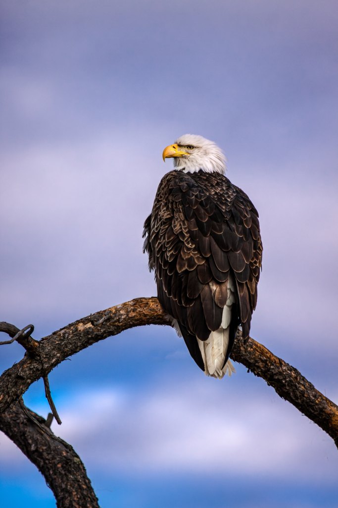 Bald eagle