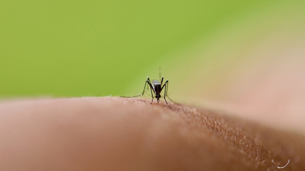mosquito biting a woman's arm