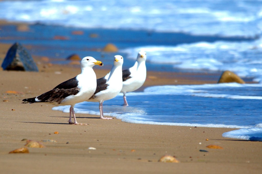 Sea gulls