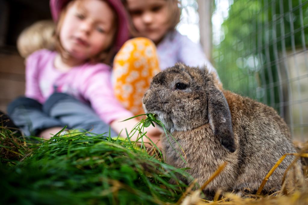 September 27, 2021, Lower Saxony, Löningen: A rabbit is fed grass by children on a farm.
