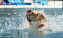 GettyImages-1410728009-Give-Your-Dog-a-Yard-Theyll-Actually-Use-Digging-Pits-Cool-Off-Spots-Shade-and-Sniff-Trails