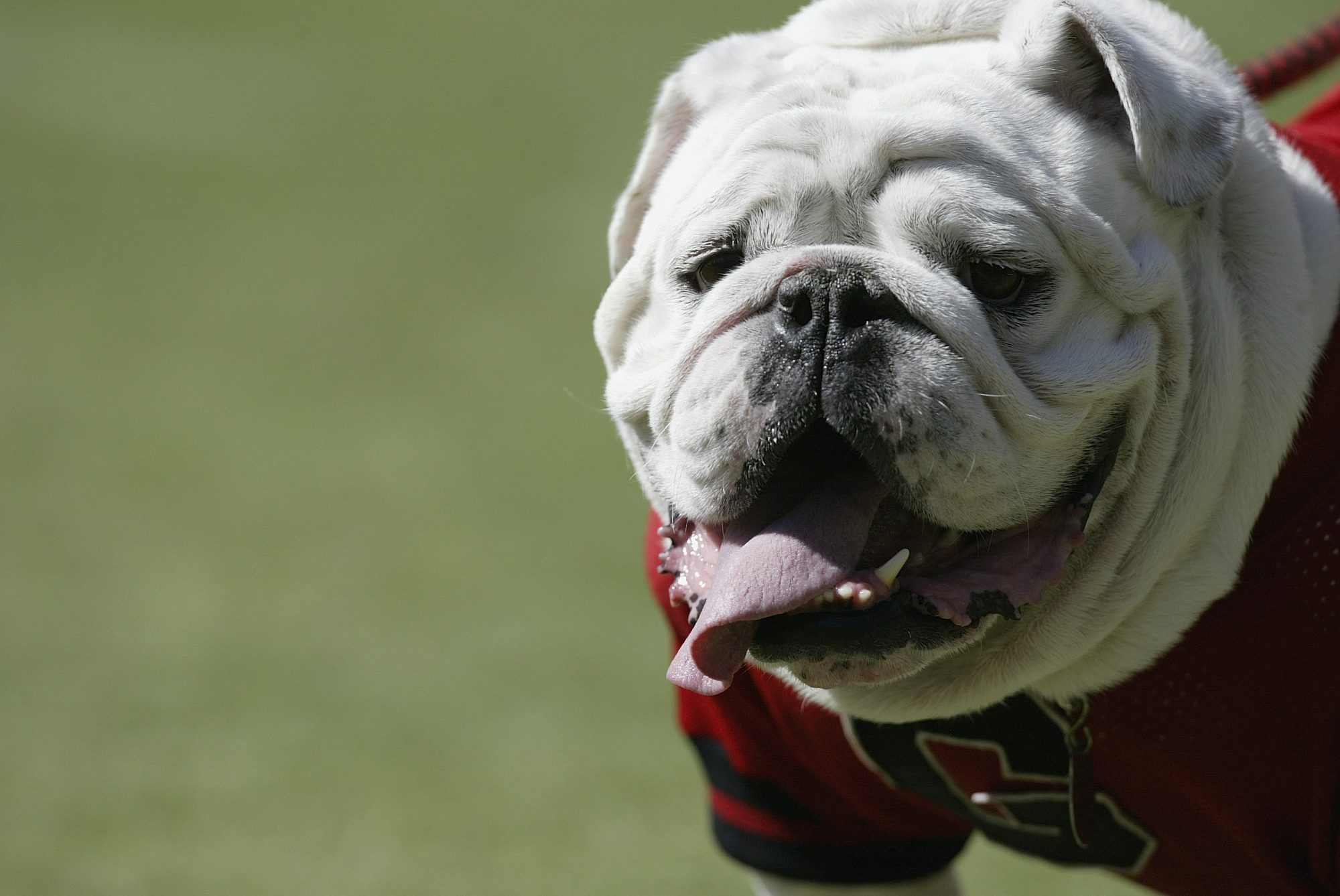 GettyImages-52245526-At-Least-47-Dogs-Have-Died-From-Heatstroke-In-2026-Heres-How-to-Keep-Yours-Safe-This-Summer