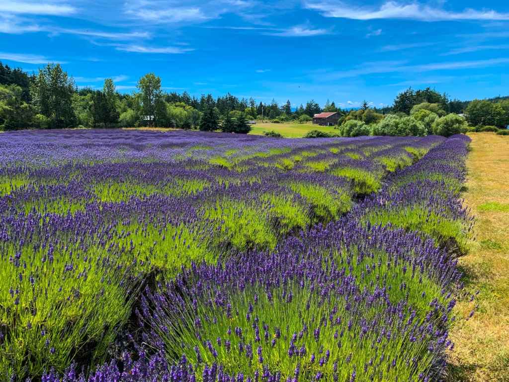 Lavender farm
