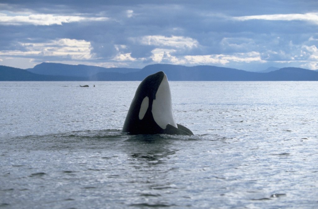 Orca
