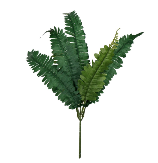 Fern
