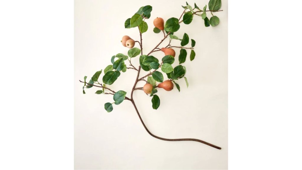 Pear Stem