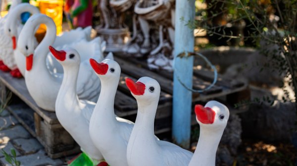 Porch geese
