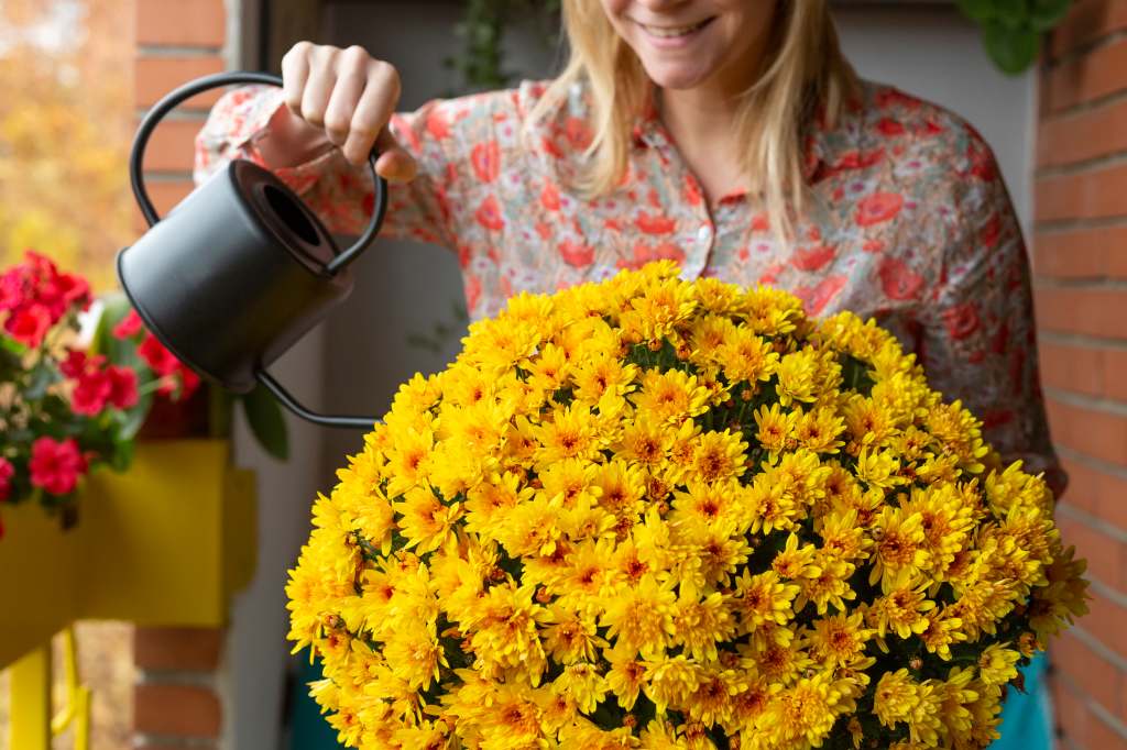 Woman watering mums