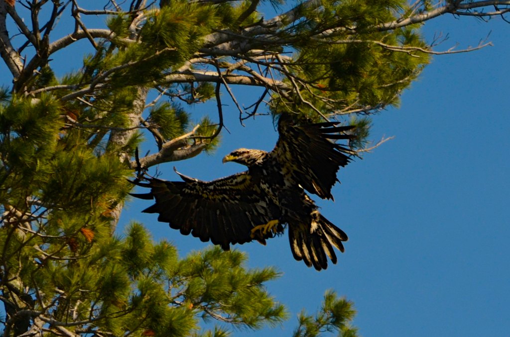 Bald eagle