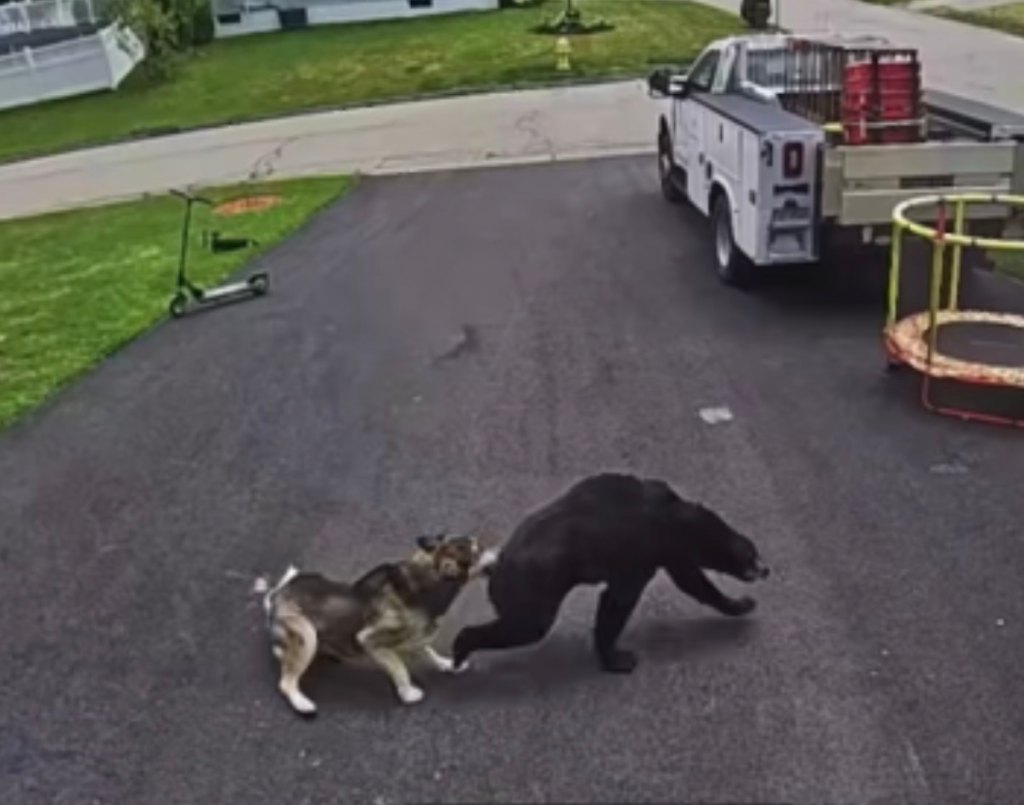 Bella was quick on her feet and chased the bear away from Colton