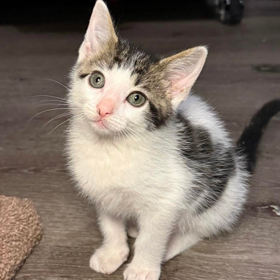 Sawyer quickly realized how much joy kittens brought her