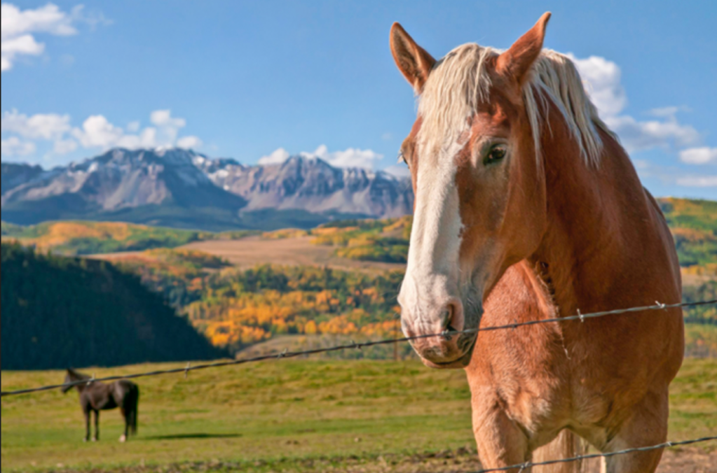 Horse